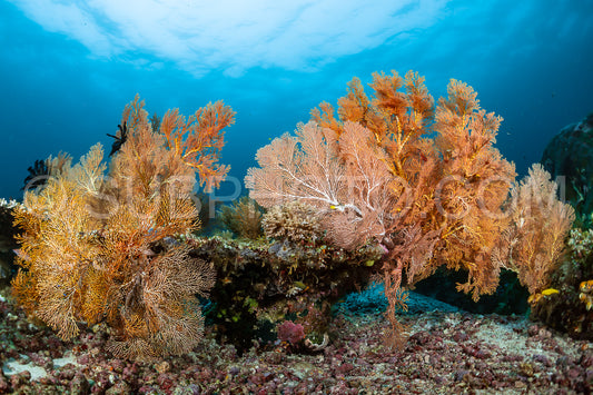 sea fan or gorgonian on the slope of a coral reef with visible water surface and fish