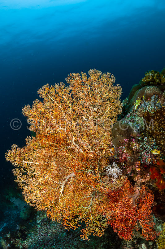 sea fan or gorgonian on the slope of a coral reef with visible water surface and fish