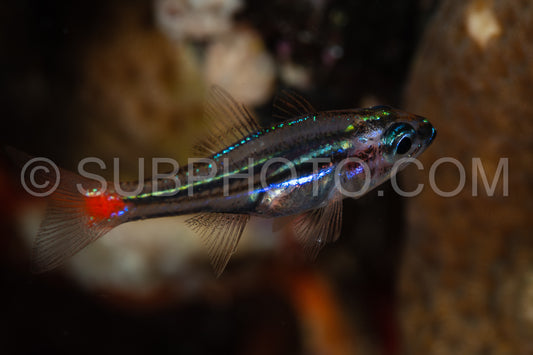 redspot cardinalfish fish