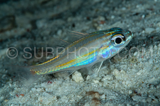 yellowstriped cardinalfish fish