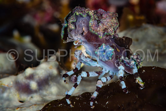 Photo de crabe décorateur corallimorphe