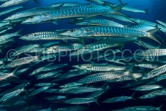 school of blackfin barracudas in the Rajat Ampat- Indonesia