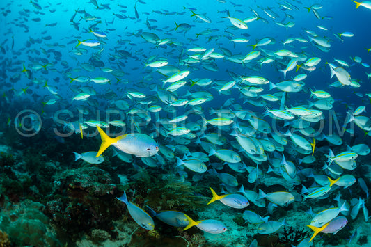 Photo de les bancs de divers poissons, y compris les fisiliers à rayures étroites et les poissons-chirurgiens