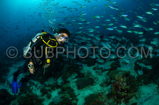 woman diving with a school of surgeon fish and fusilier