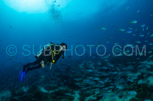 woman diving with a school of surgeon fish and fusilier
