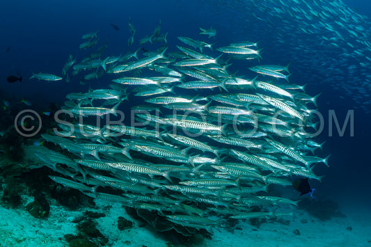 school of blackfin barracudas in the Rajat Ampat- Indonesia