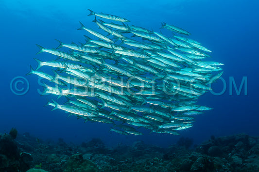 school of blackfin barracudas in the Rajat Ampat- Indonesia