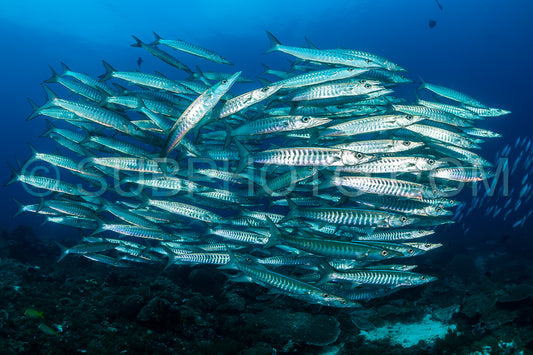 school of blackfin barracudas in the Rajat Ampat- Indonesia