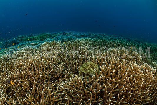 huge field of staghorn coral