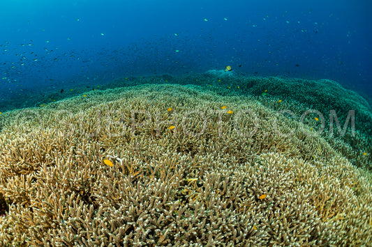 huge field of staghorn coral