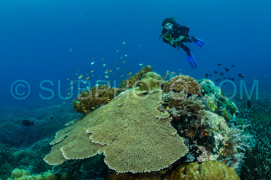 woman divng over a massive coral construction over a field of staghorn coral