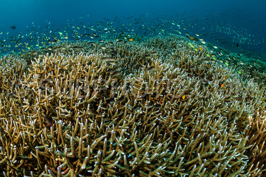 huge field of staghorn coral