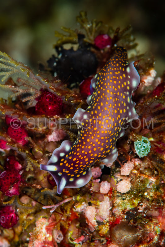 linda's flatworm on a reef