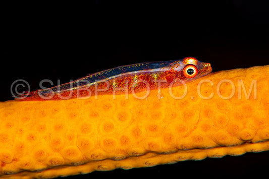 wire coral goby
