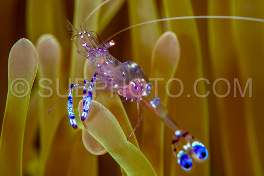 Photo de crevette anémone sarasvati