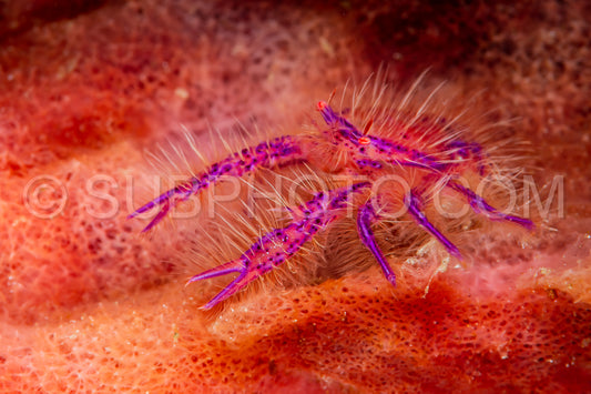 hairy squat lobster in a sponge