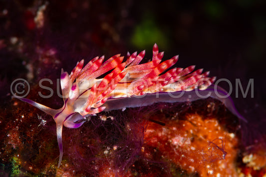 sea slug nudibramch cuthona type