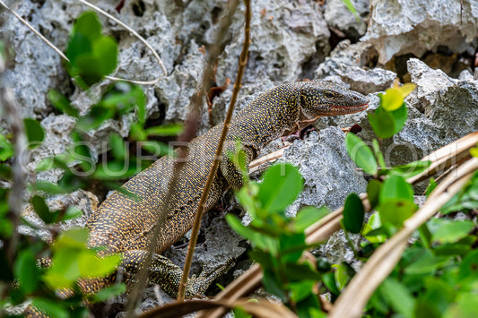 Monitor lizard- Waigeo- Kri- Mushroom Island- group of small islands in shallow blue lagoon water- Raja Ampat- West Papua- Indonesia