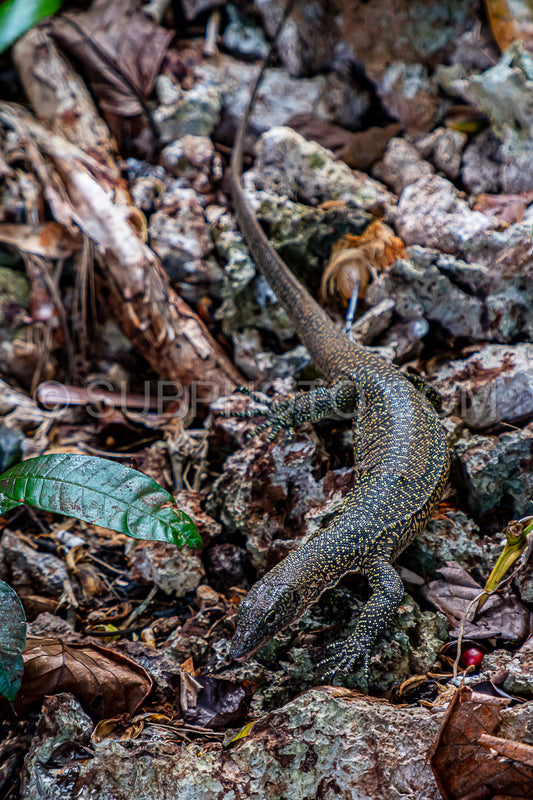 Monitor lizard- Waigeo- Kri- Mushroom Island- group of small islands in shallow blue lagoon water- Raja Ampat- West Papua- Indonesia