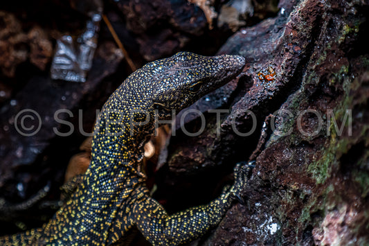 Monitor lizard- Waigeo- Kri- Mushroom Island- group of small islands in shallow blue lagoon water- Raja Ampat- West Papua- Indonesia