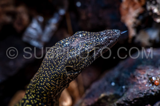 Monitor lizard- Waigeo- Kri- Mushroom Island- group of small islands in shallow blue lagoon water- Raja Ampat- West Papua- Indonesia