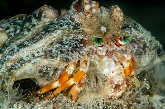 Photo de Anémone Bernard l'Hermite