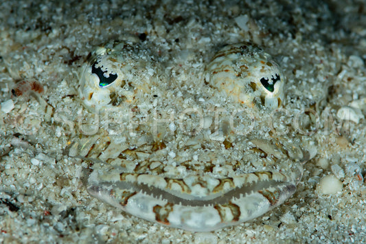 Photo de poisson à tête plate à long bec recouvert de sable