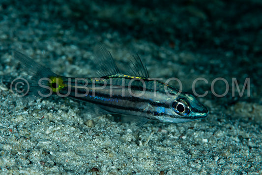 toothy cardinalfish fish on sand