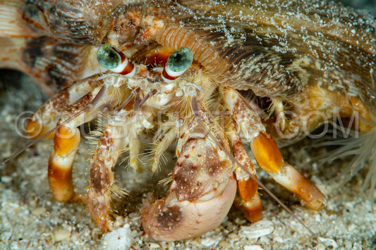 Photo de Anémone Bernard l'Hermite