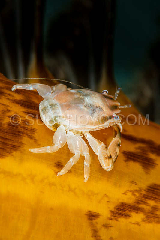 Photo de crabe trilobé en porcelaine
