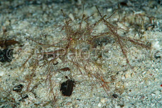 Photo de crabe décorateur indéterminé