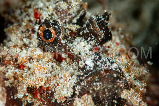 papuan scorpionfish fish on sand