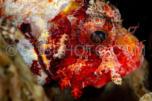 tasseled scorpionfish fish head closup