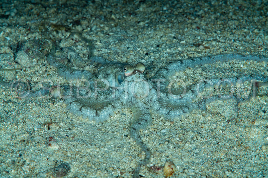white-v octopus on sandy bottom at night