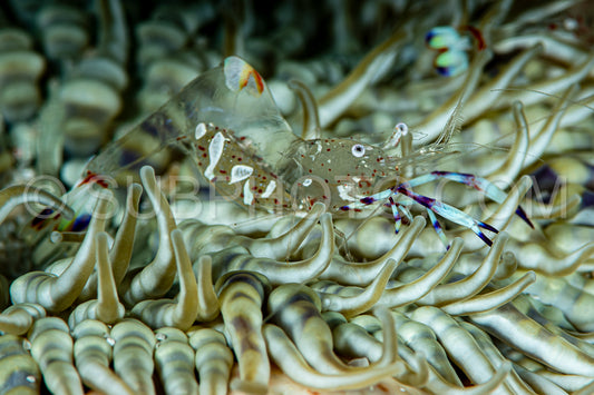 magnificent anemone shrimp on anemone