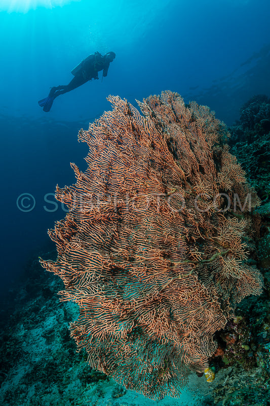 woman diver over a tropical gorgonian reef
