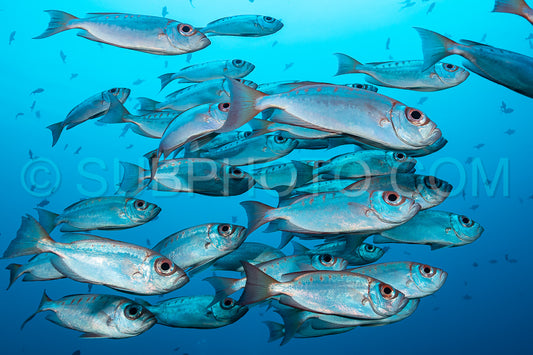 Photo de banc de thon obèse à queue en croissant