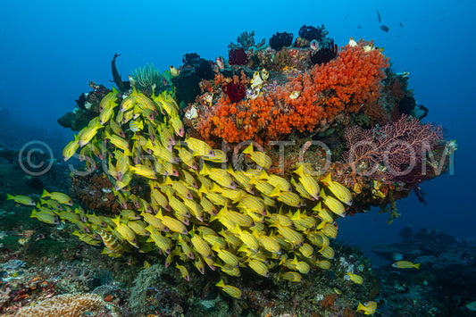 Photo de banc de vivaneaux à cinq lignes