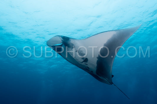 Oceanic manta ray flying around a cleaning station in cristal blue water