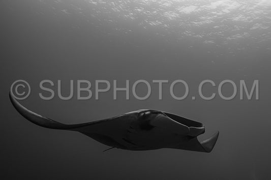 Oceanic manta ray flying around a cleaning station in cristal blue water