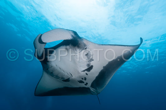 Oceanic manta ray flying around a cleaning station in cristal blue water