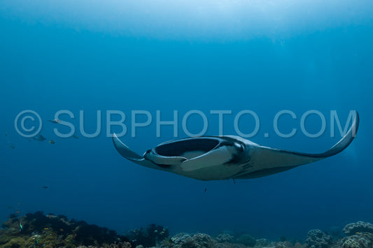 Oceanic manta ray flying around a cleaning station in cristal blue water