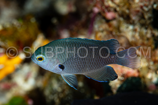 juvenile charcoal damsel fish on reef