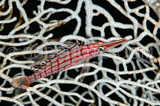 longnose hawkfish fish on sea fan