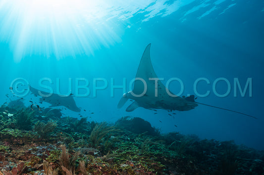 Black and white reef manta ray flying around a cleaning station in cristal blue water