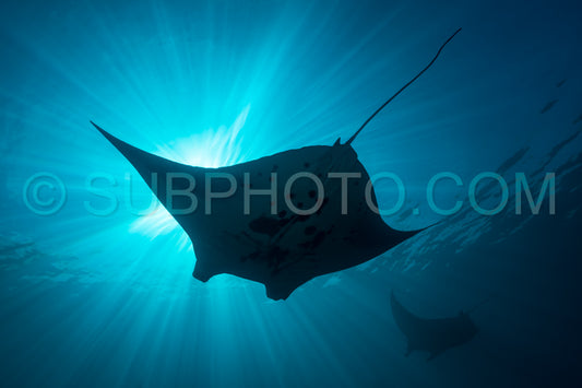 Black and white reef manta ray flying around a cleaning station in cristal blue water
