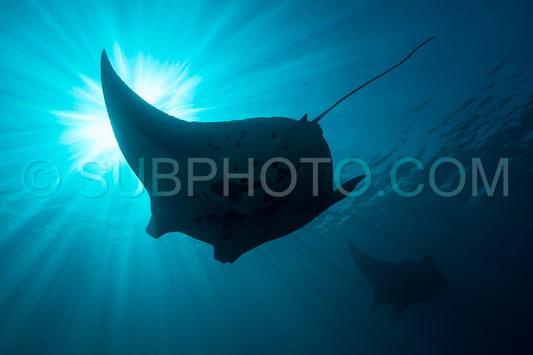 Black and white reef manta ray flying around a cleaning station in cristal blue water