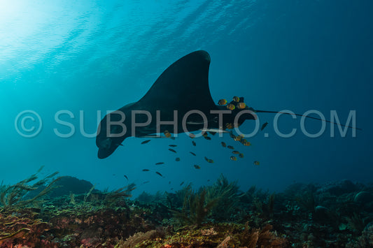 Black and white reef manta ray flying around a cleaning station in cristal blue water