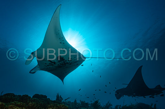 Black and white reef manta ray flying around a cleaning station in cristal blue water