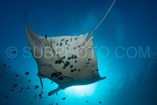 Black and white reef manta ray flying around a cleaning station in cristal blue water